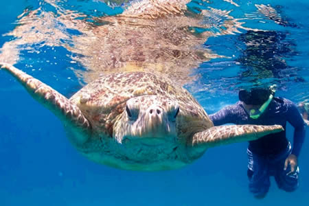 snorkeling turtle
